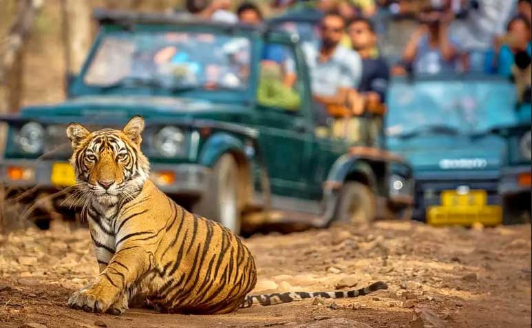 Ranthambore Safari Tour